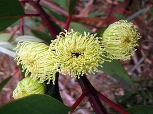 Fleur d'eucalyptus